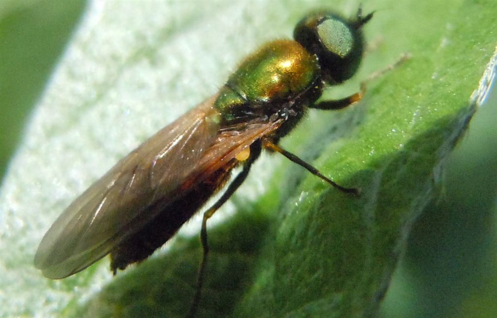 Chloromyia formosa?
